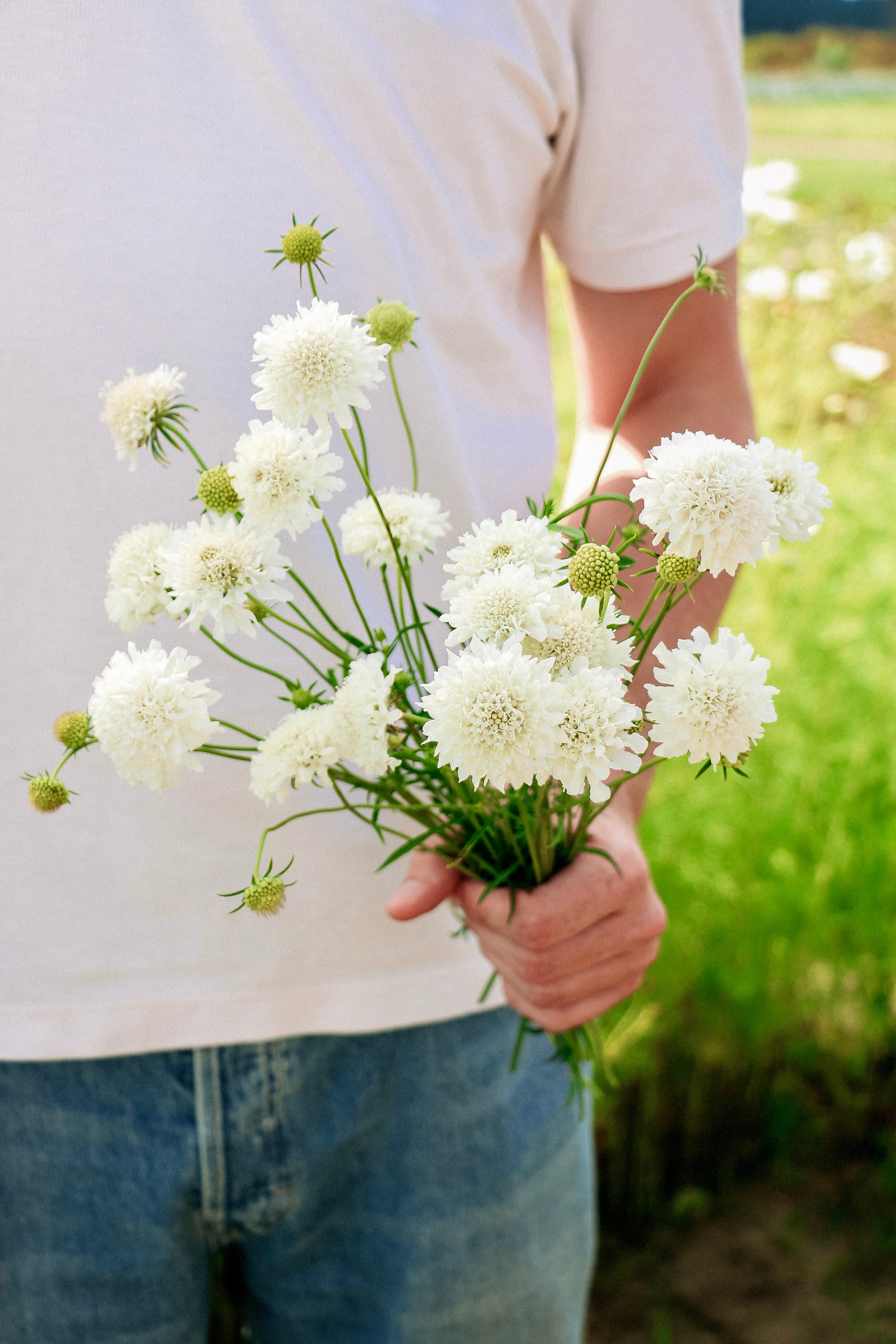 Scabiosa atropurpurea 'Snowmaiden'-Angelo