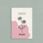 Scabiosa atropurpurea 'Summer Fruits'-Angelo