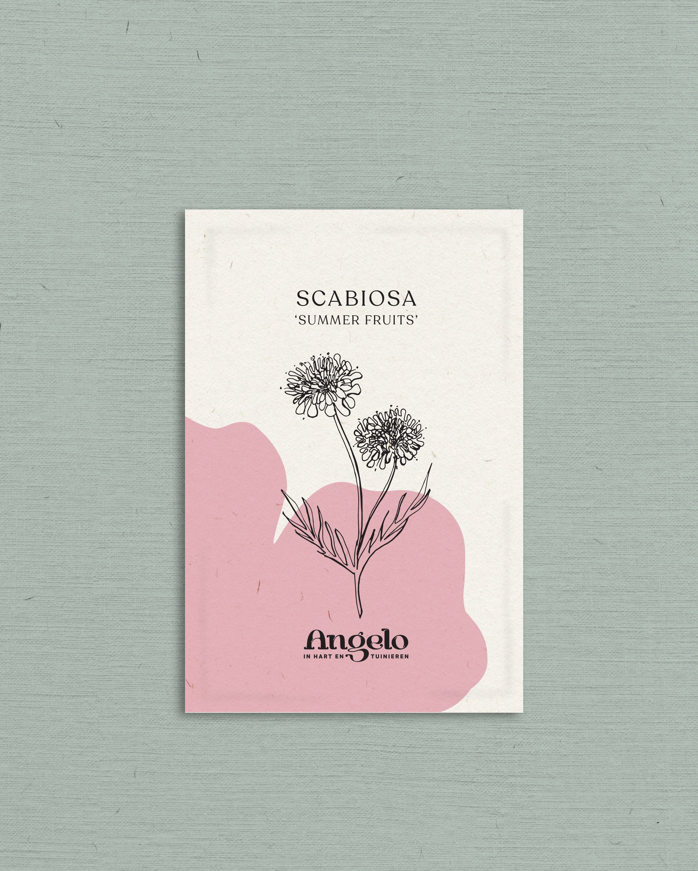 Scabiosa atropurpurea 'Summer Fruits'-Angelo