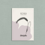 Setaria italica 'lowlander'-Angelo