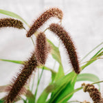 Setaria italica 'lowlander'-Angelo