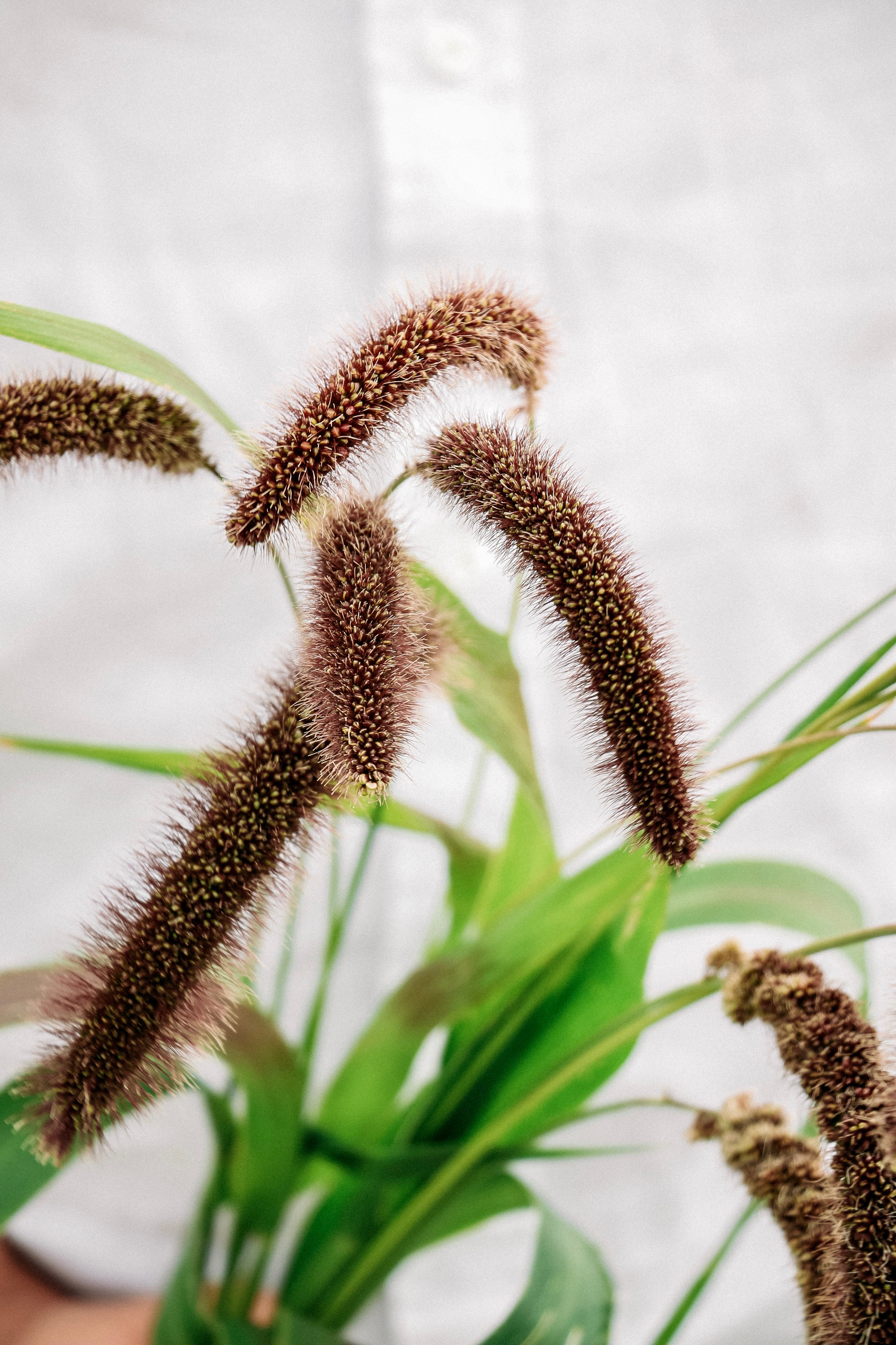 Setaria italica &