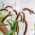 Setaria italica 'lowlander'-Angelo