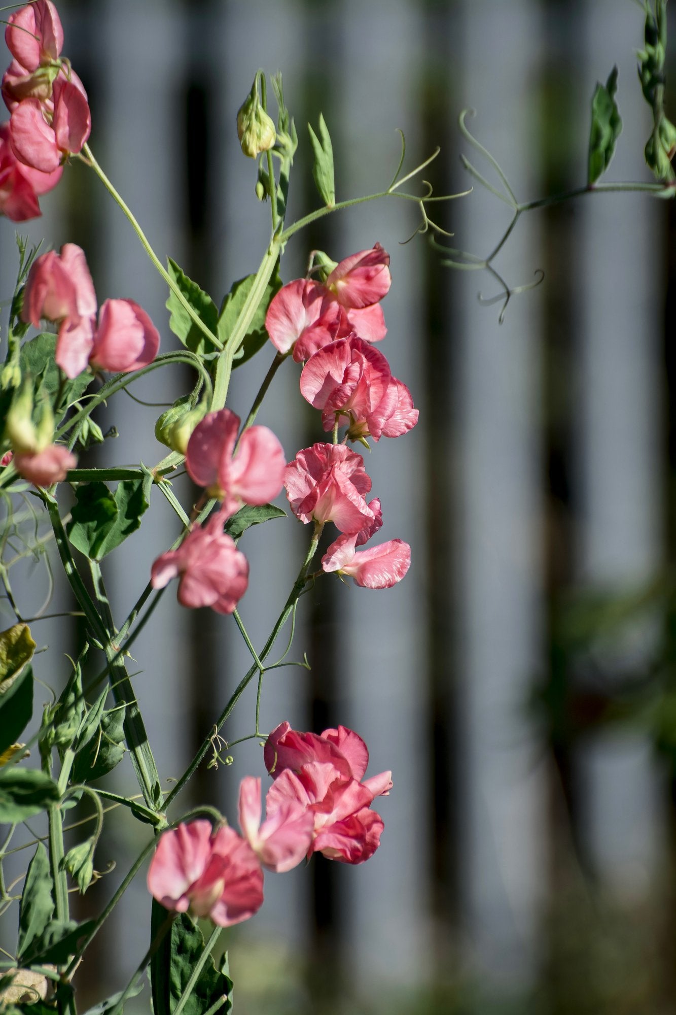Lathyrus elegance &