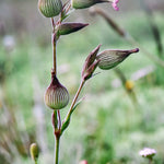 Silene conica 'balletje-balletje'-Angelo