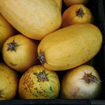 Spaghetti pompoen-Angelo