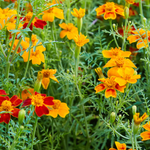 Tagetes erecta 'Mix'-Angelo
