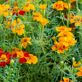 Tagetes erecta 'Mix'-Angelo