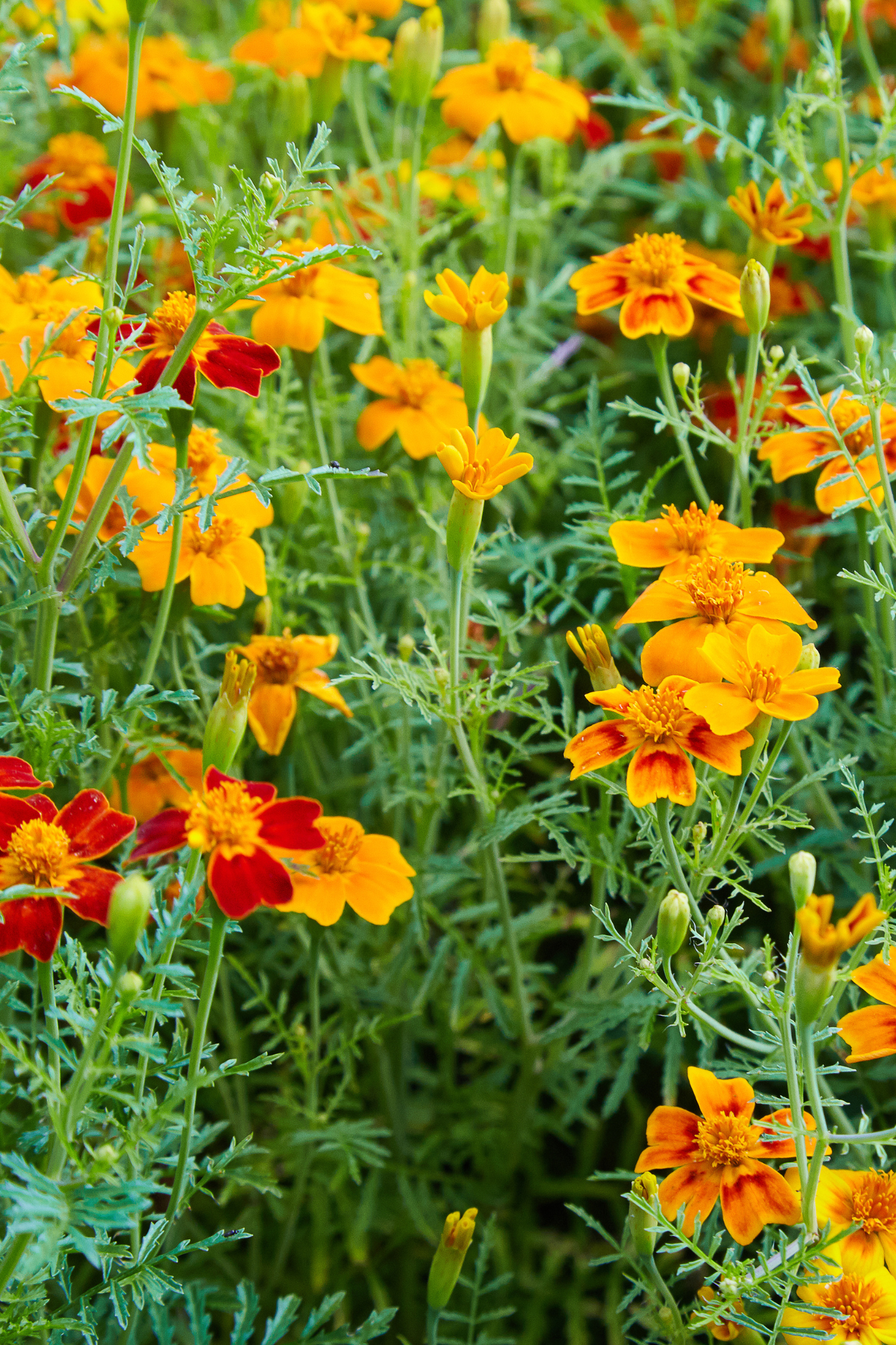 Tagetes erecta 'Mix'-Angelo