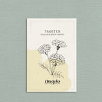 Tagetes erecta 'Sugar & Spice White'-Angelo