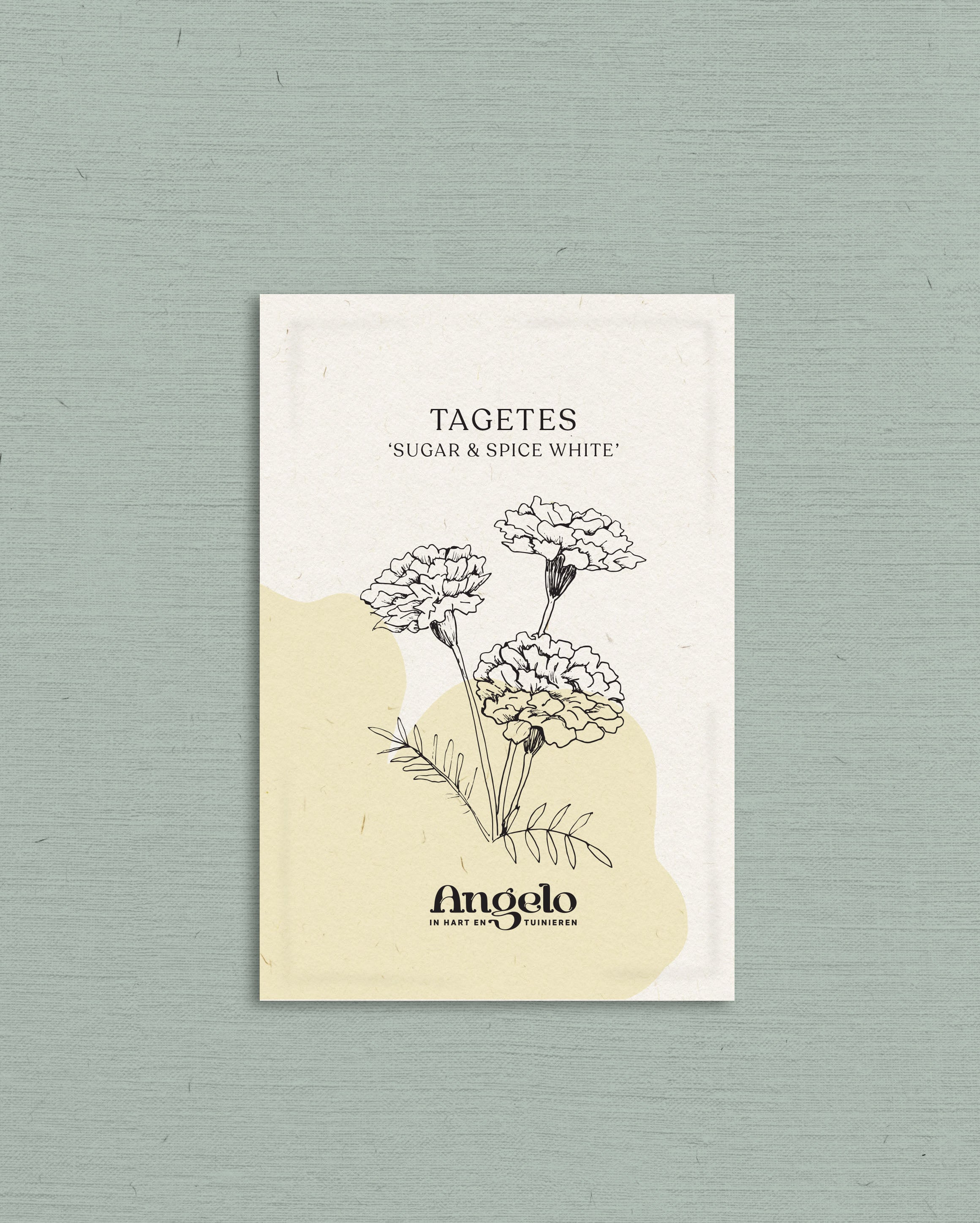 Tagetes erecta 'Sugar & Spice White'-Angelo