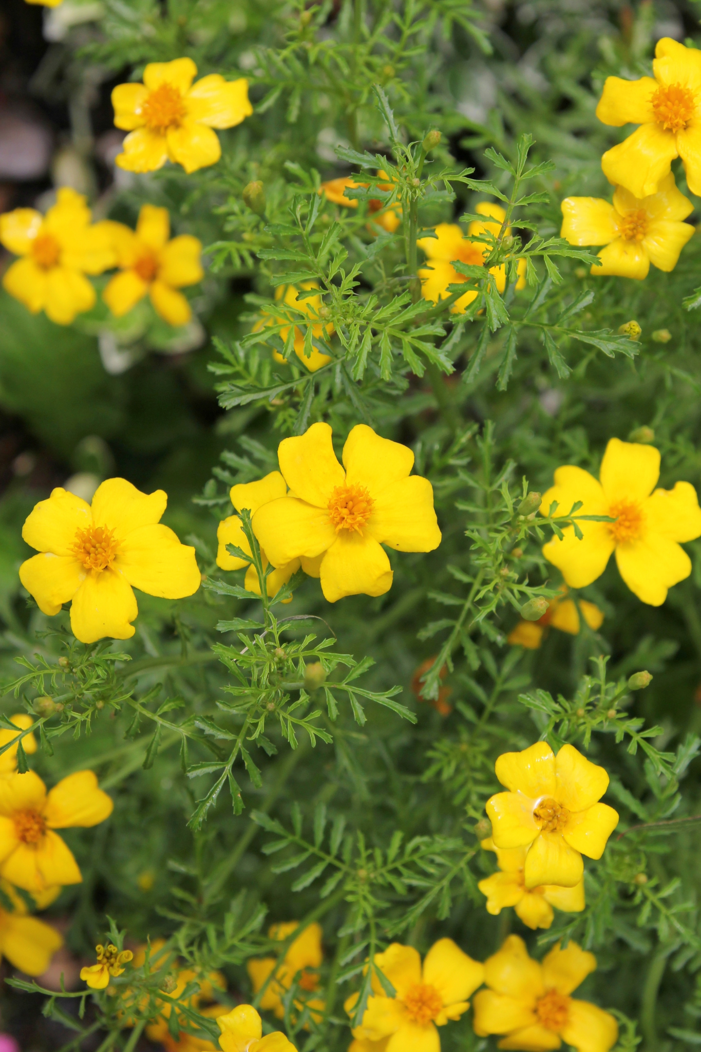 Tagetes patula 'anti bodemaaltjes'-Angelo