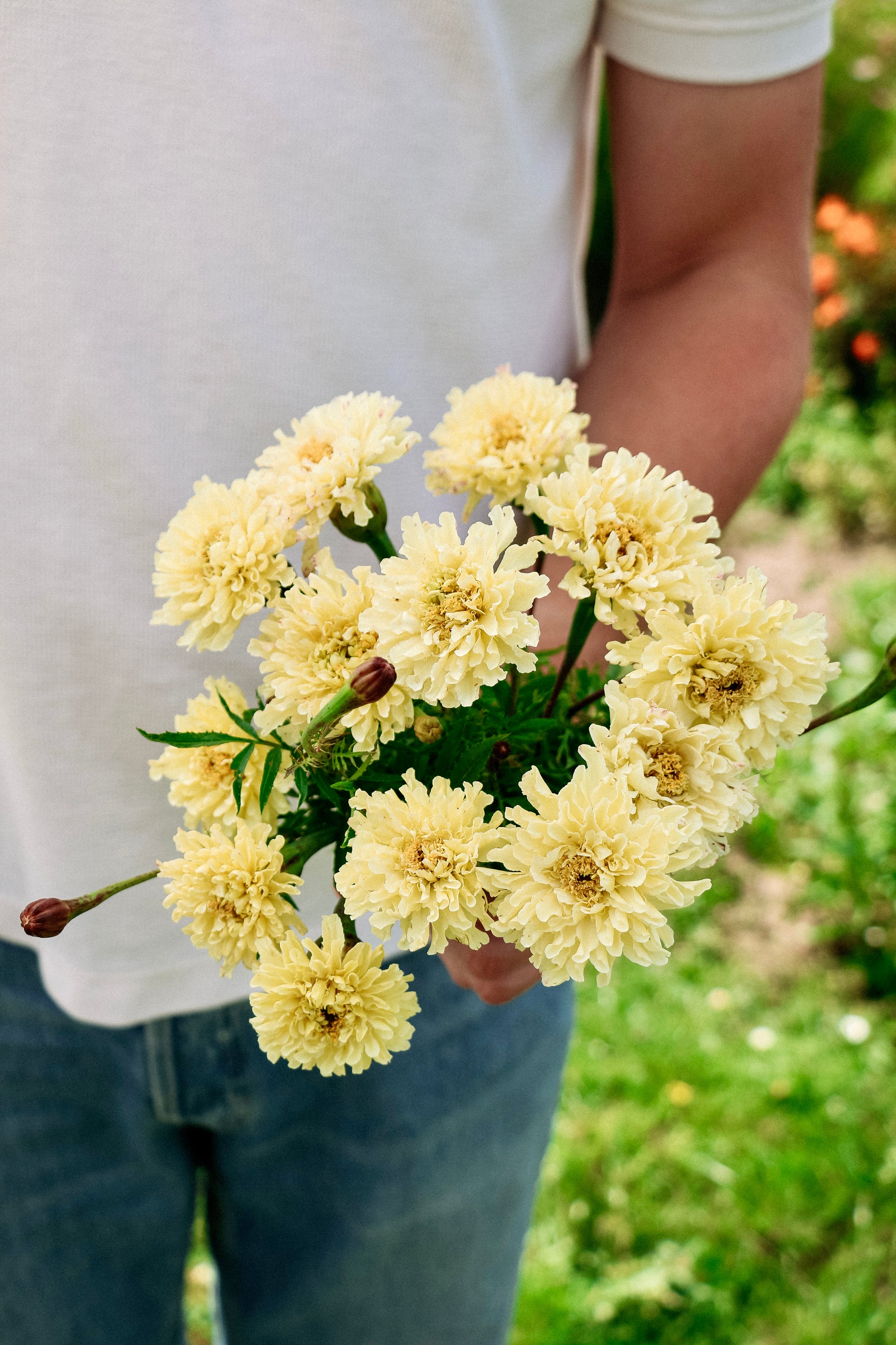 Tagetes erecta &