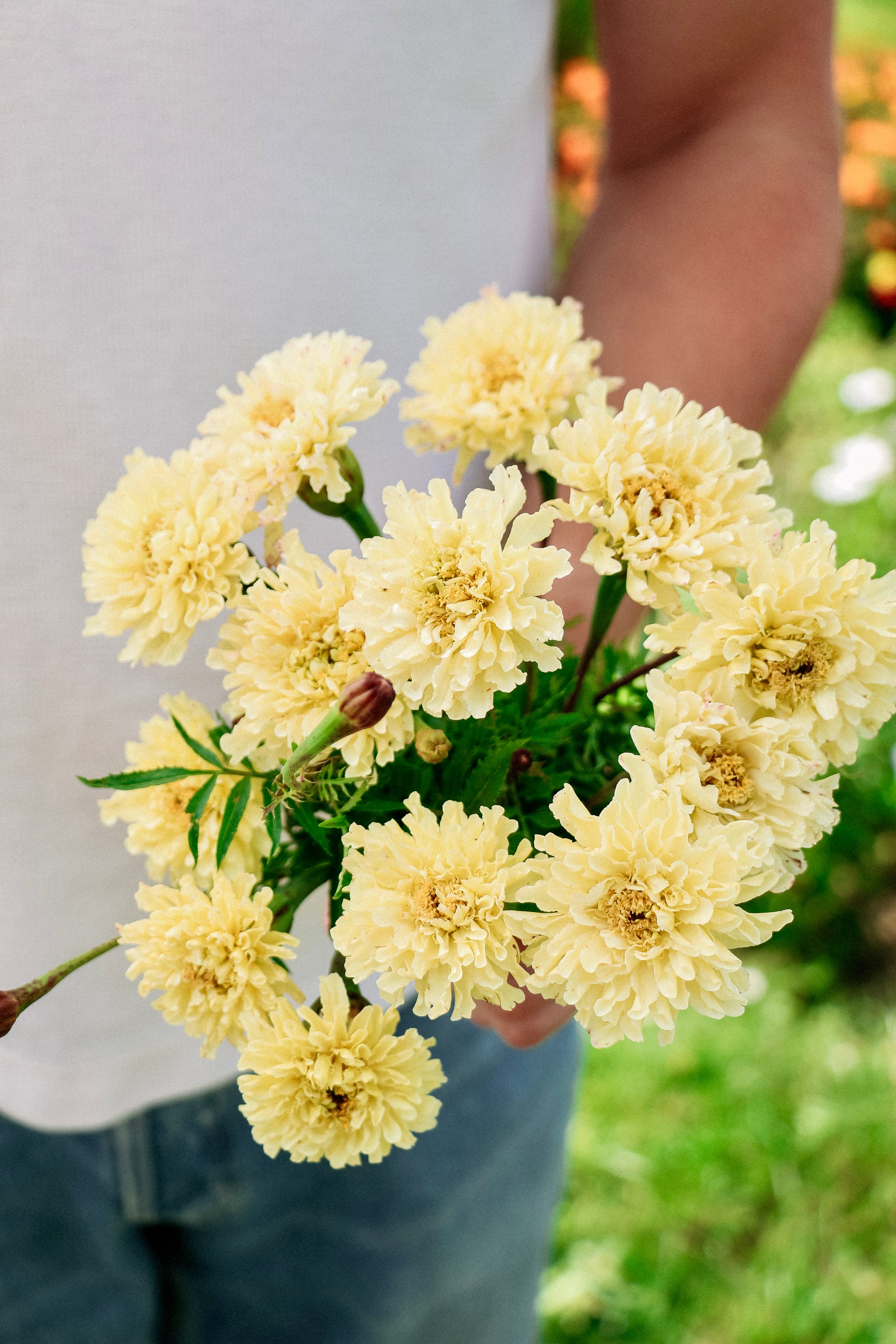 Tagetes erecta &
