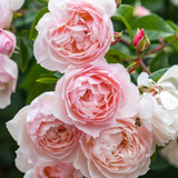 Klimroos 'The Generous Gardener'-Angelo