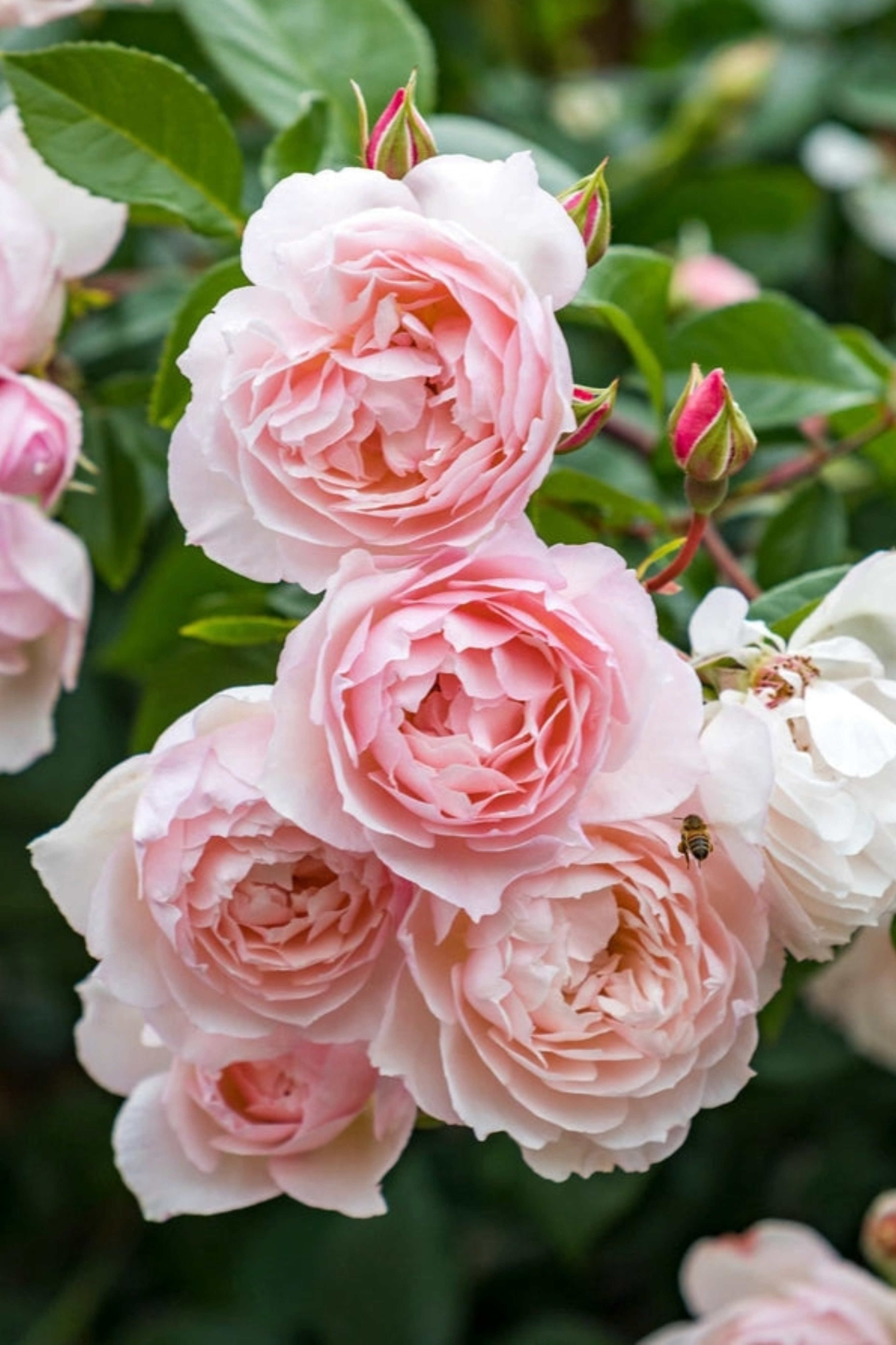 Klimroos 'The Generous Gardener'-Angelo