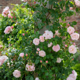 Klimroos 'The Generous Gardener'-Angelo