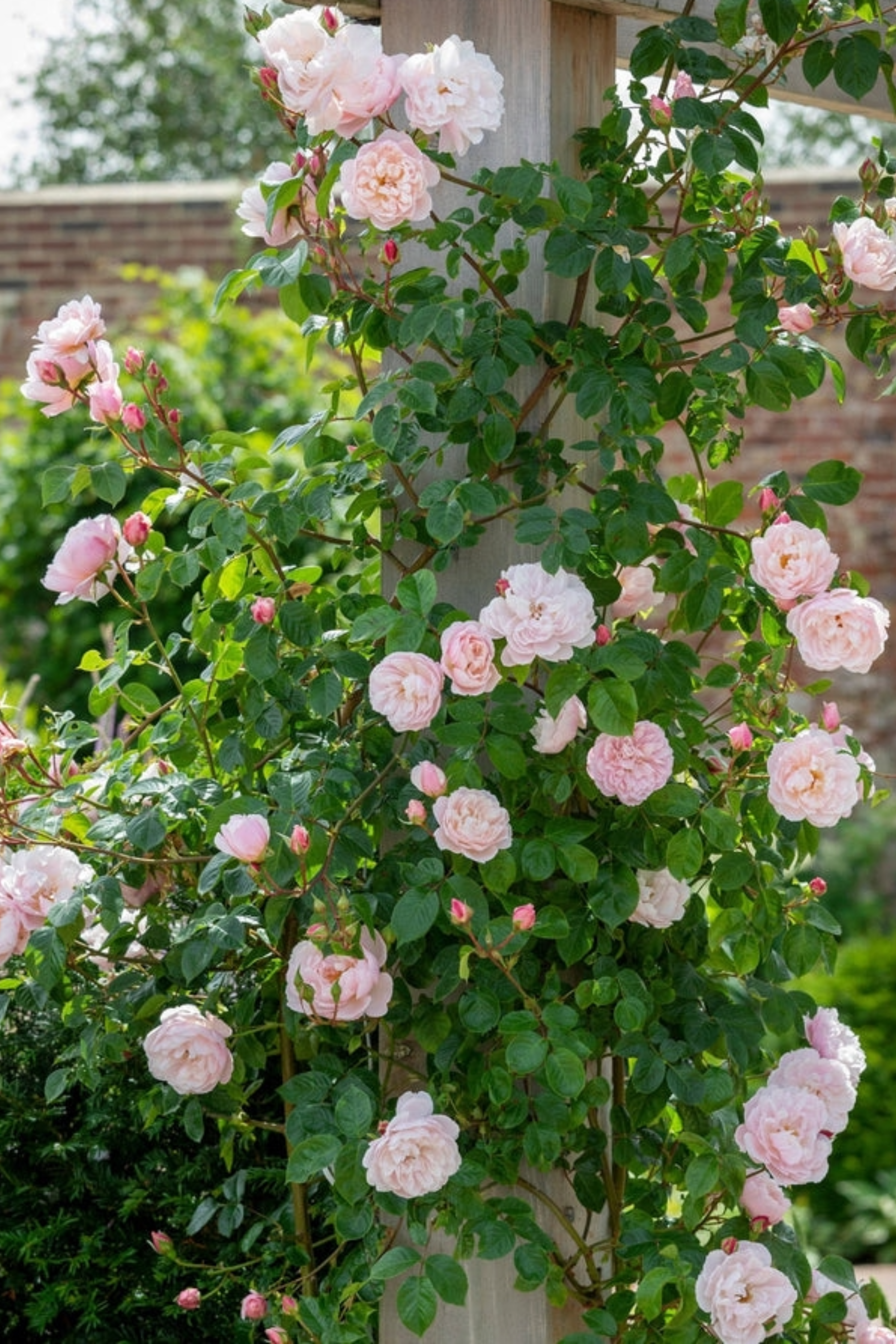 Klimroos 'The Generous Gardener'-Angelo