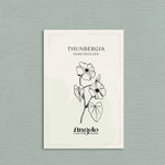 Thunbergia alata 'alba oculata'-Angelo