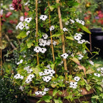 Thunbergia alata 'alba oculata'-Angelo