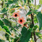 Thunbergia alata 'African Sunset'-Angelo