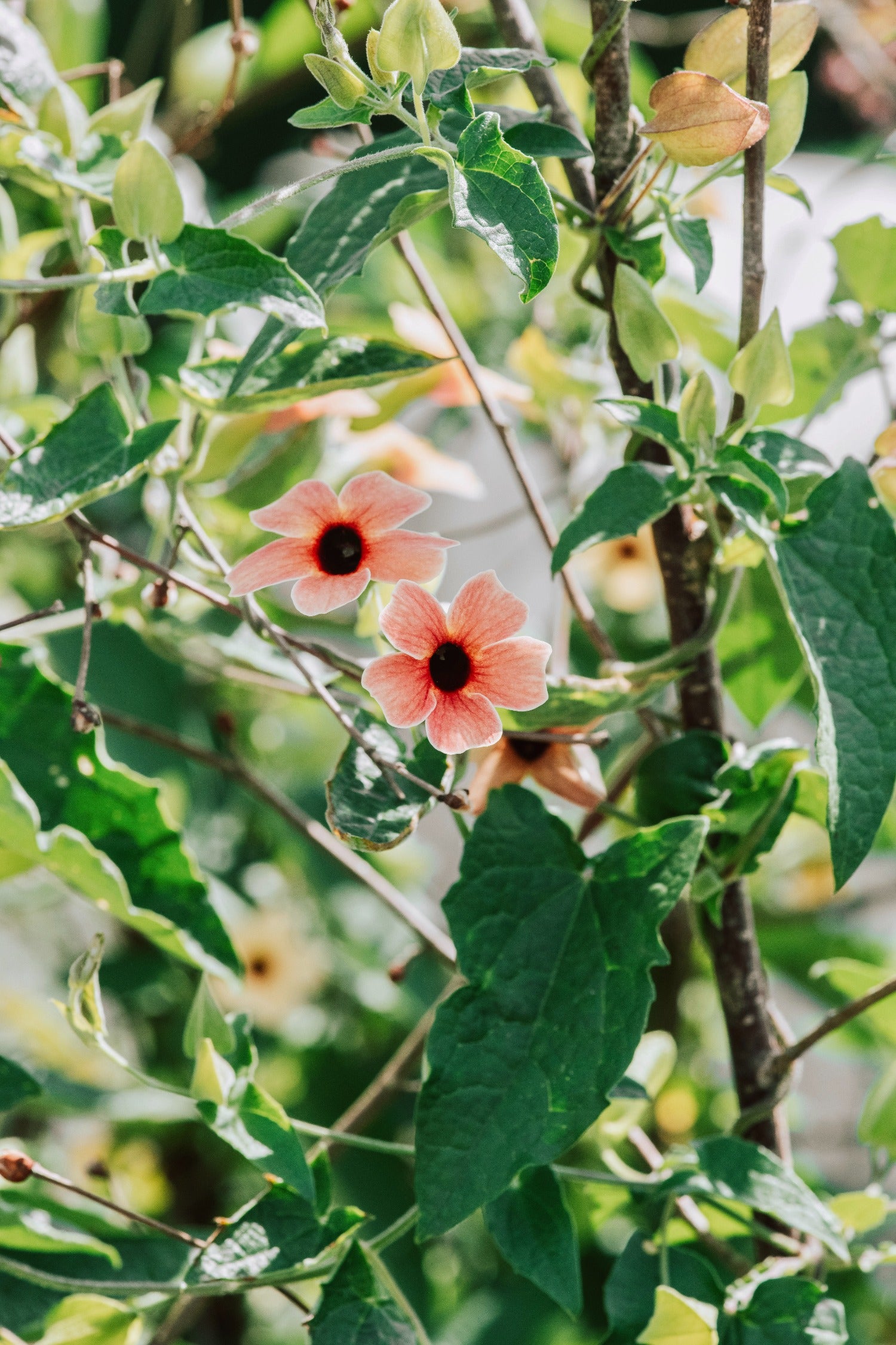 Thunbergia alata 'African Sunset'-Angelo