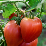 Tomaat 'Coeur de Boeuf'-Angelo