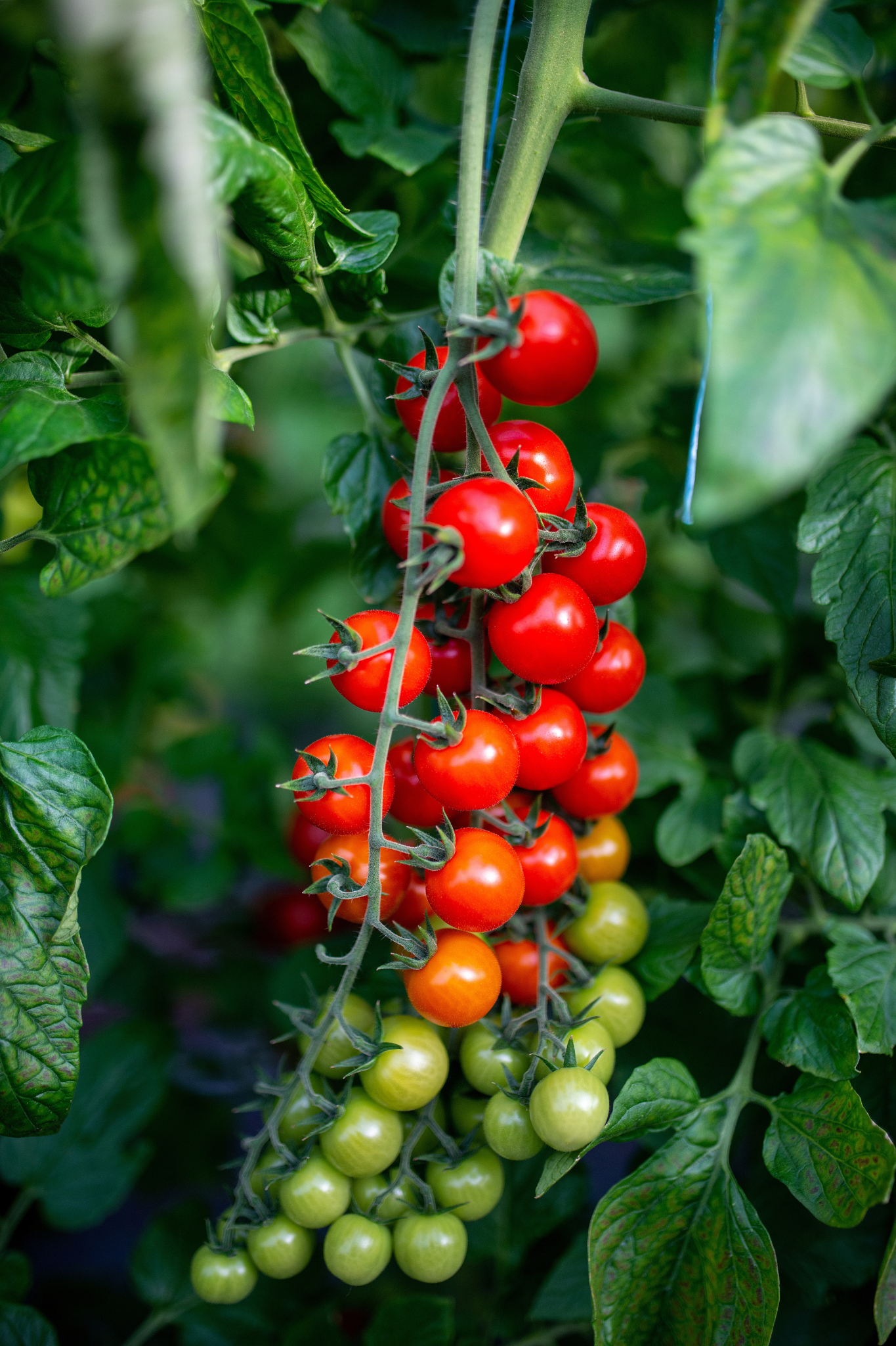 Tomaat 'Gardeners Delight'-Angelo