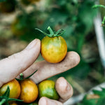 Tomaat 'Green Grape'-Angelo