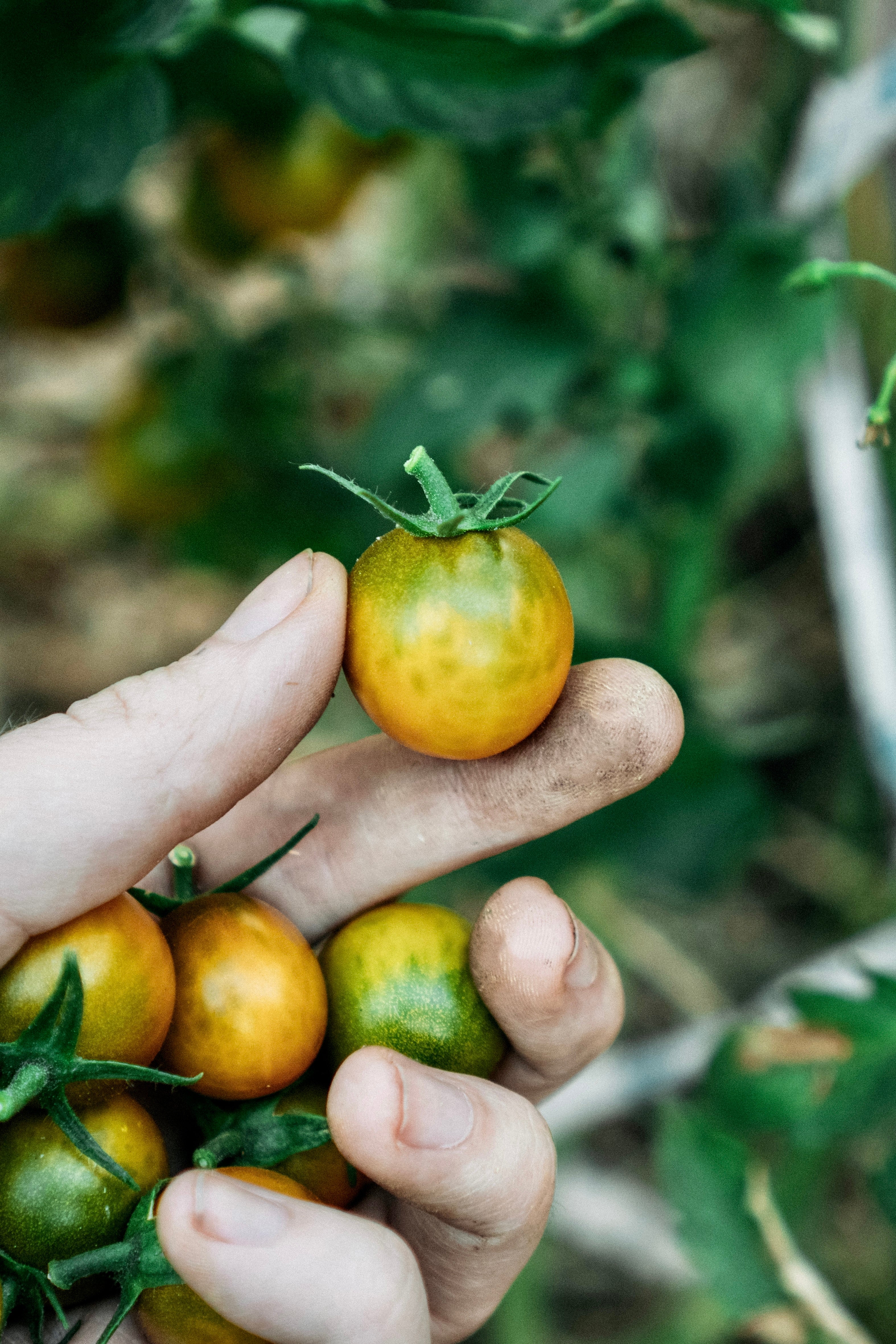 Tomaat 'Green Grape'-Angelo