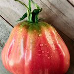 Tomaat 'New Zealand Pear'-Angelo