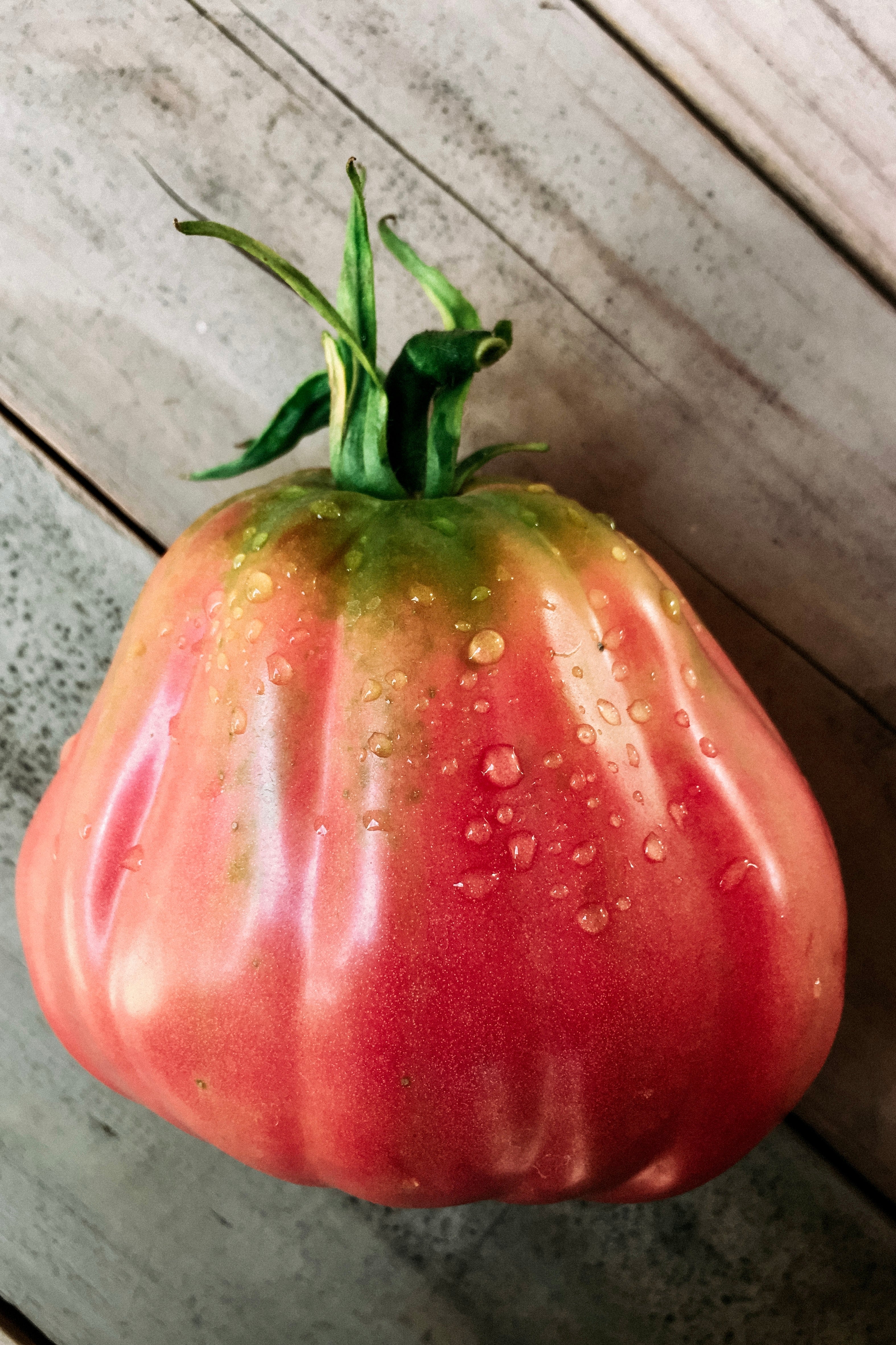 Tomaat 'New Zealand Pear'-Angelo