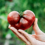 Tomaat ‘Noire de Crimée’-Angelo