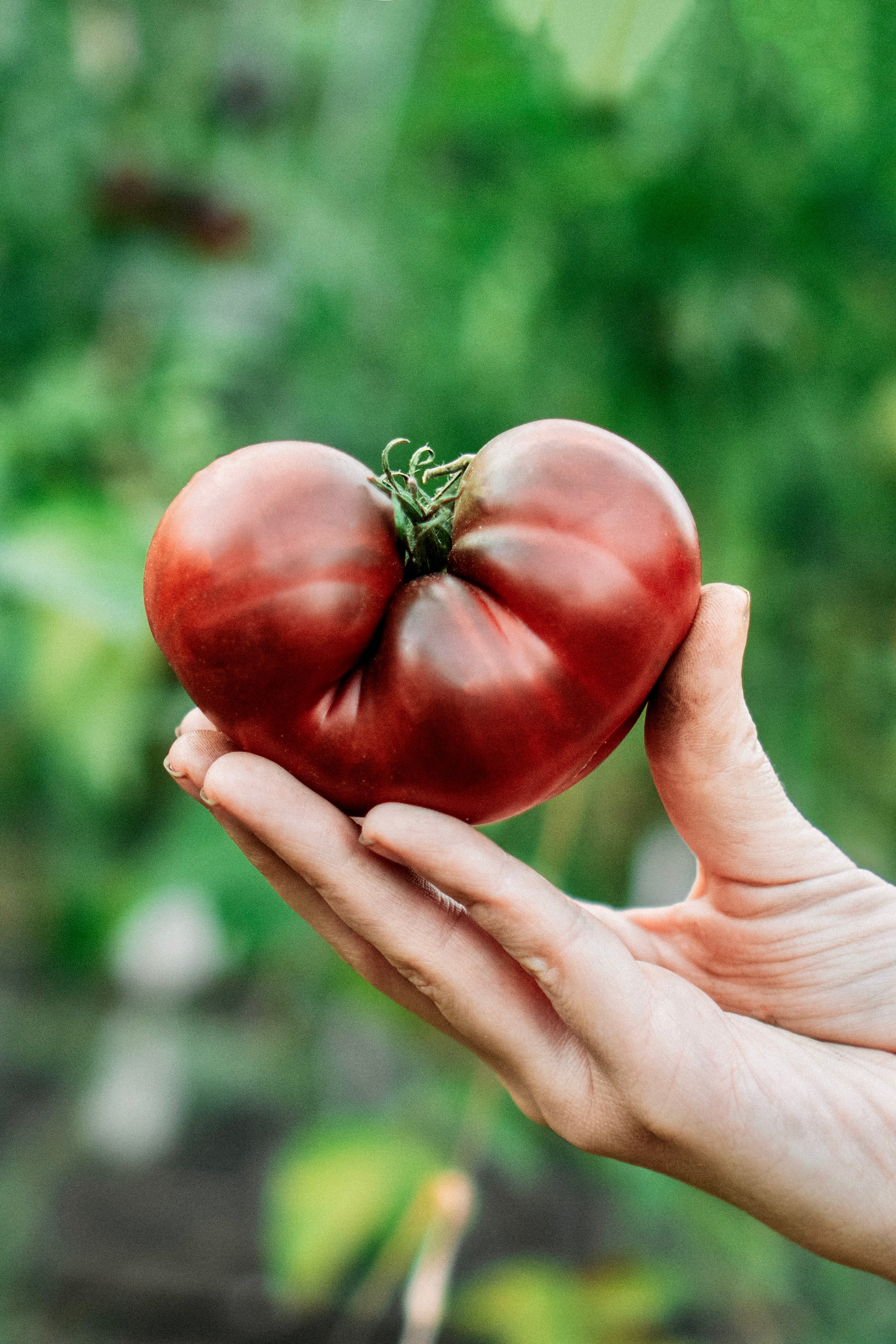 Tomaat ‘Noire de Crimée’-Angelo