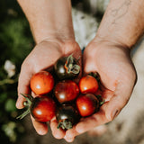 Tomaat 'Osu Blue'-Angelo