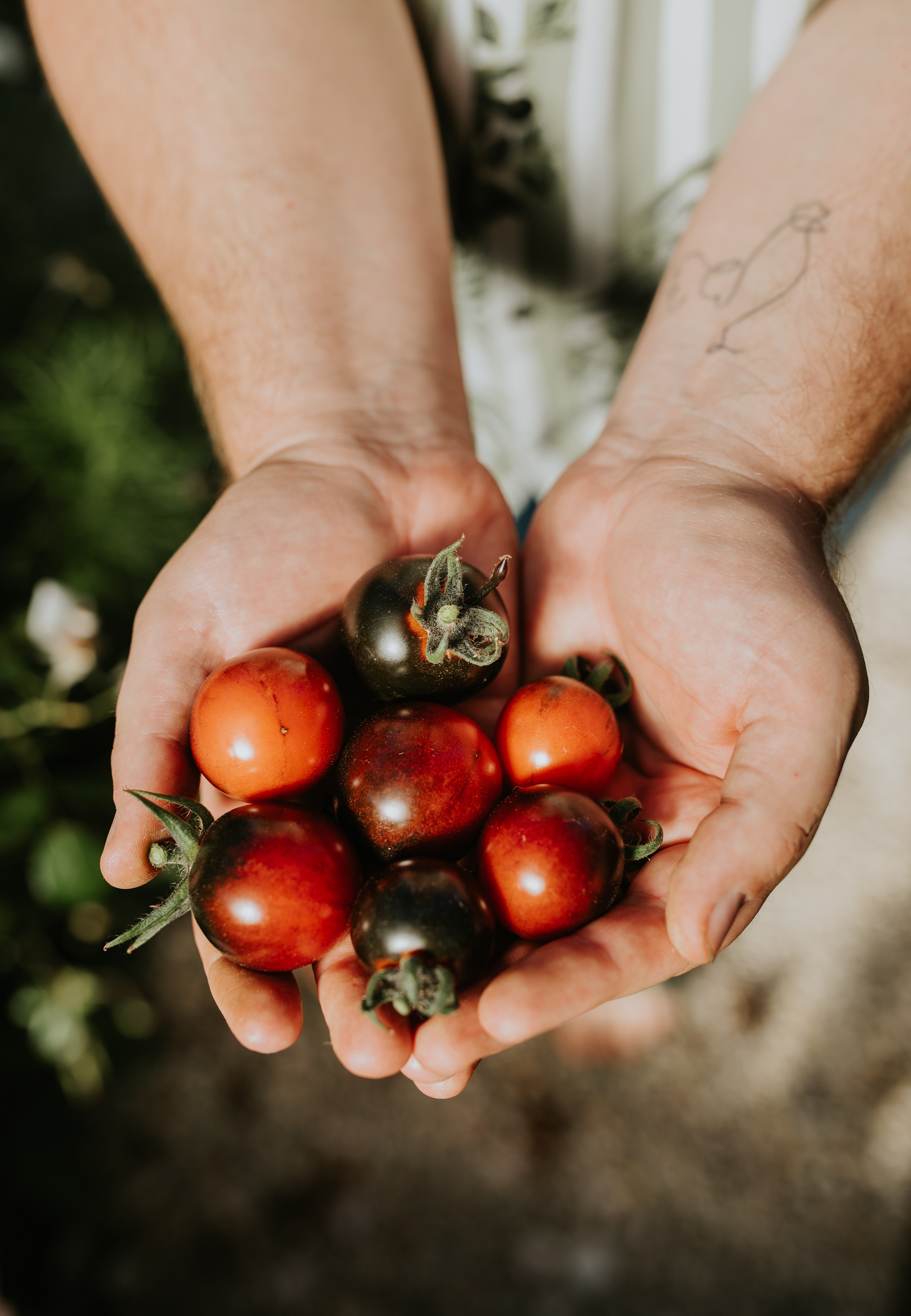 Tomaat 'Osu Blue'-Angelo