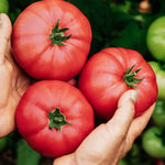 Tomaat 'Rose de Berne'-Angelo