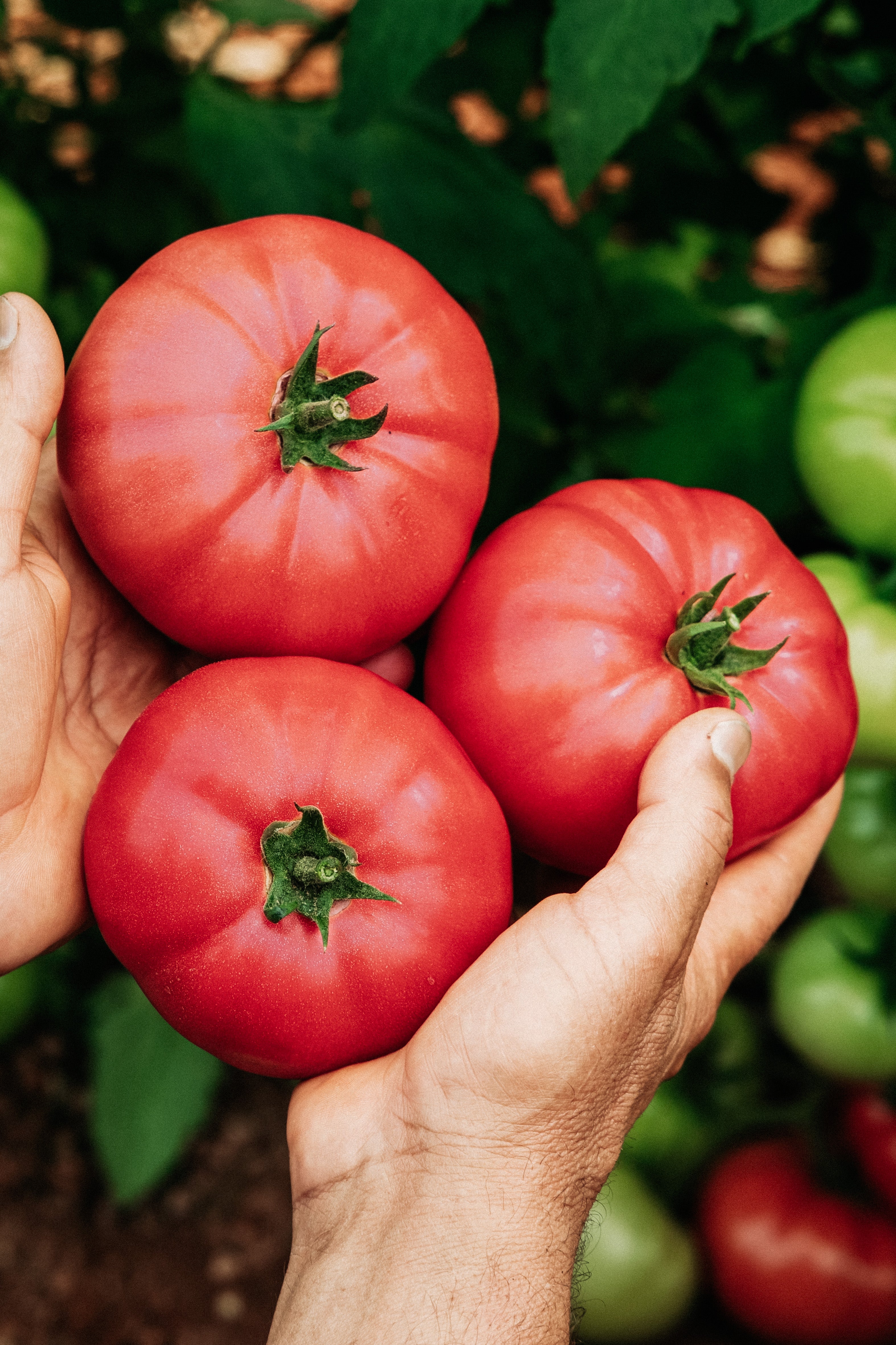 Tomaat 'Rose de Berne'-Angelo