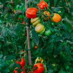 Tomaat 'Striped Cavern'-Angelo