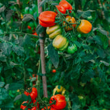 Tomaat 'Striped Cavern'-Angelo