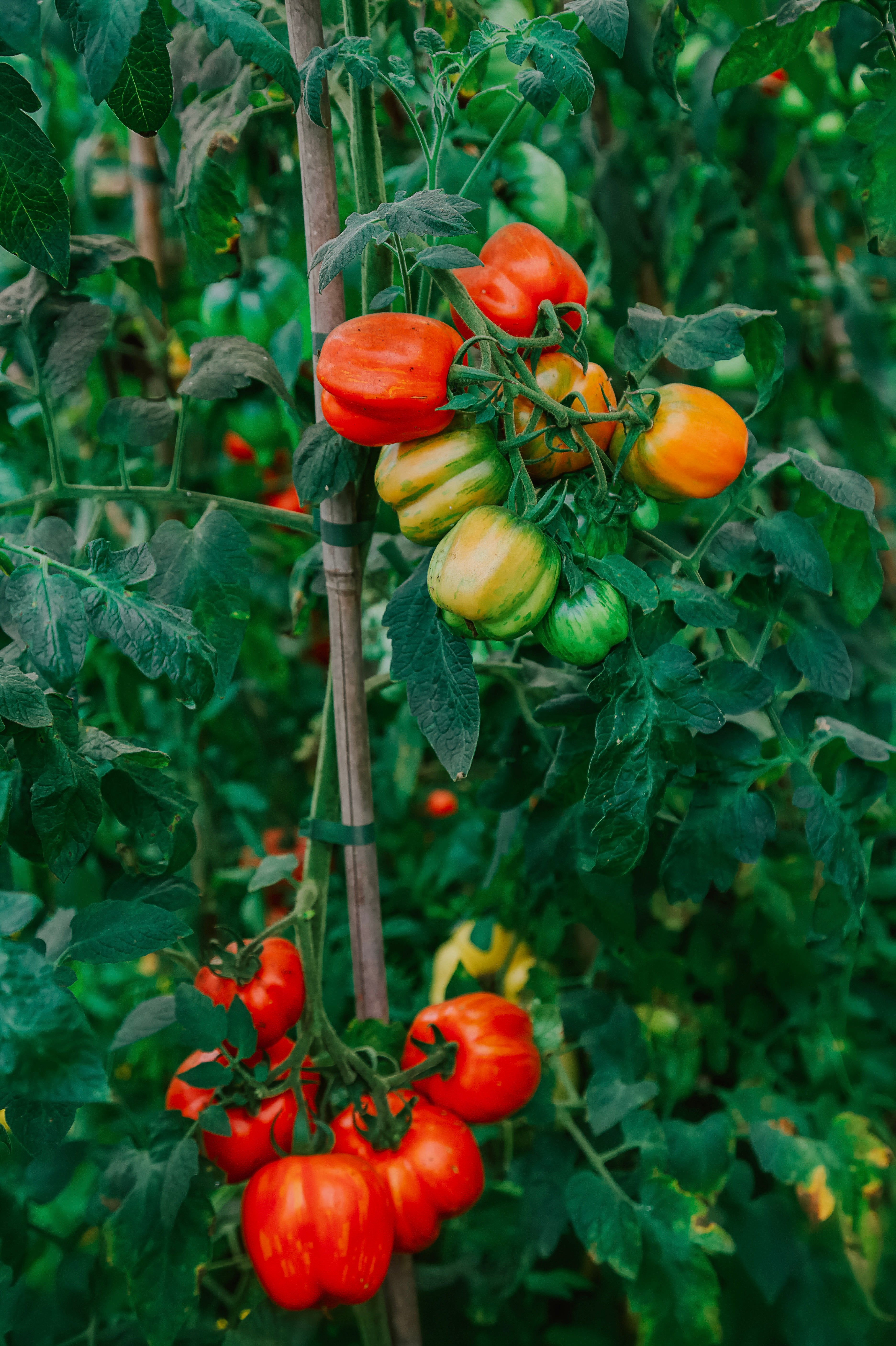 Tomaat 'Striped Cavern'-Angelo