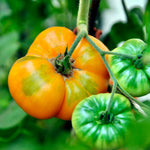 Tomaat 'Summer Cider'-Angelo