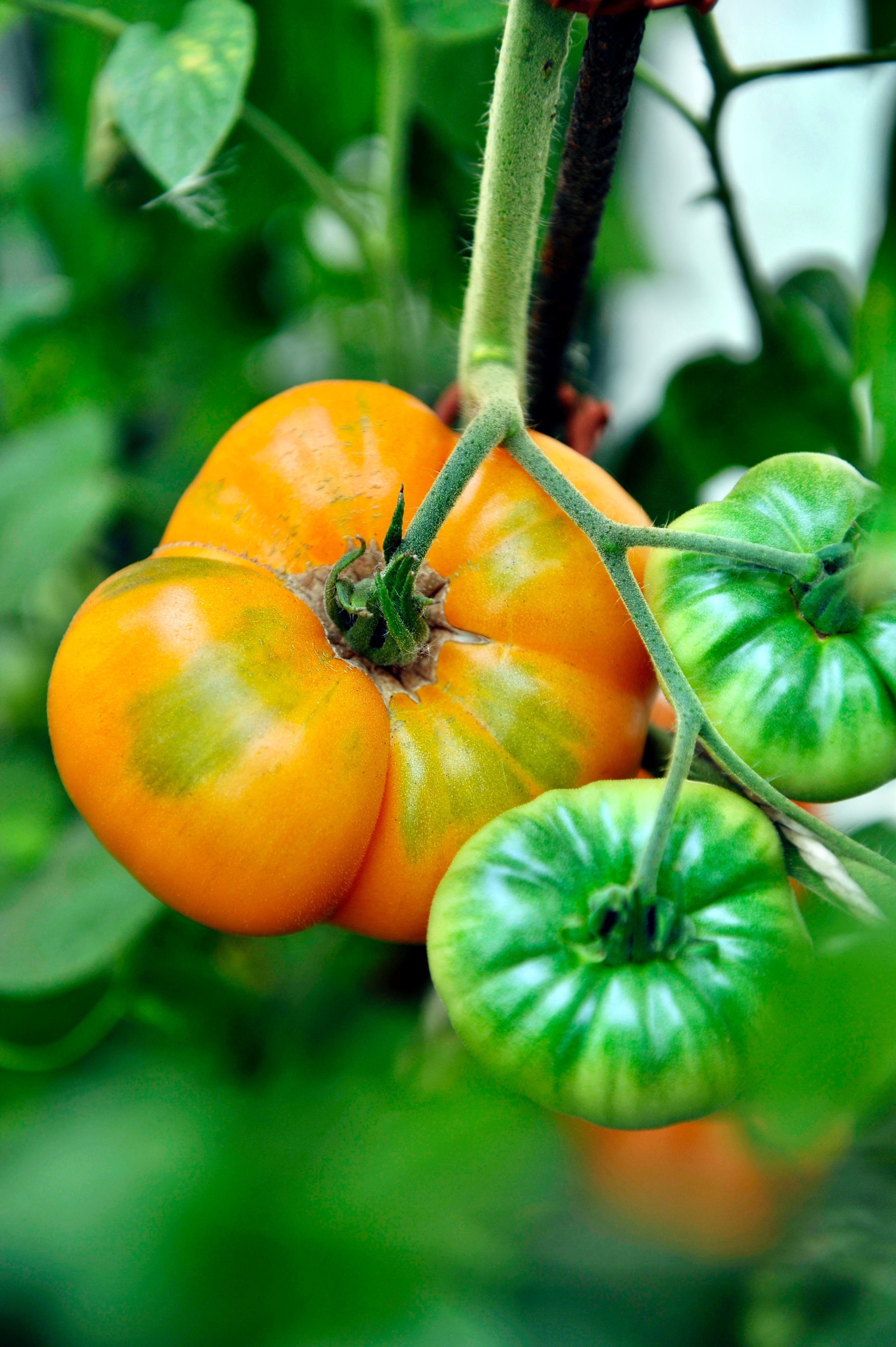 Tomaat 'Summer Cider'-Angelo