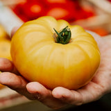 Tomaat 'Brandywine Yellow'-Angelo