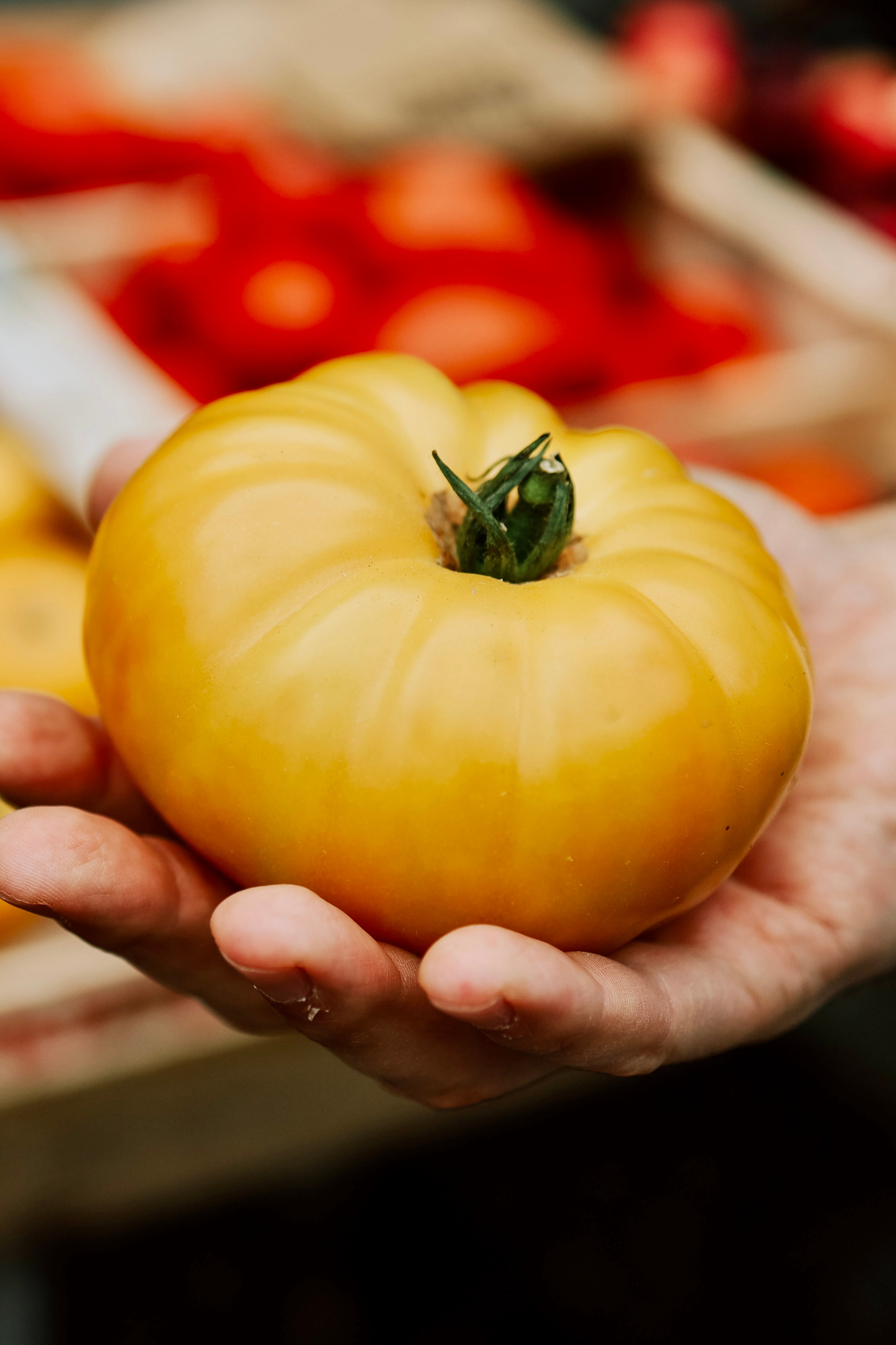 Tomaat 'Brandywine Yellow'-Angelo