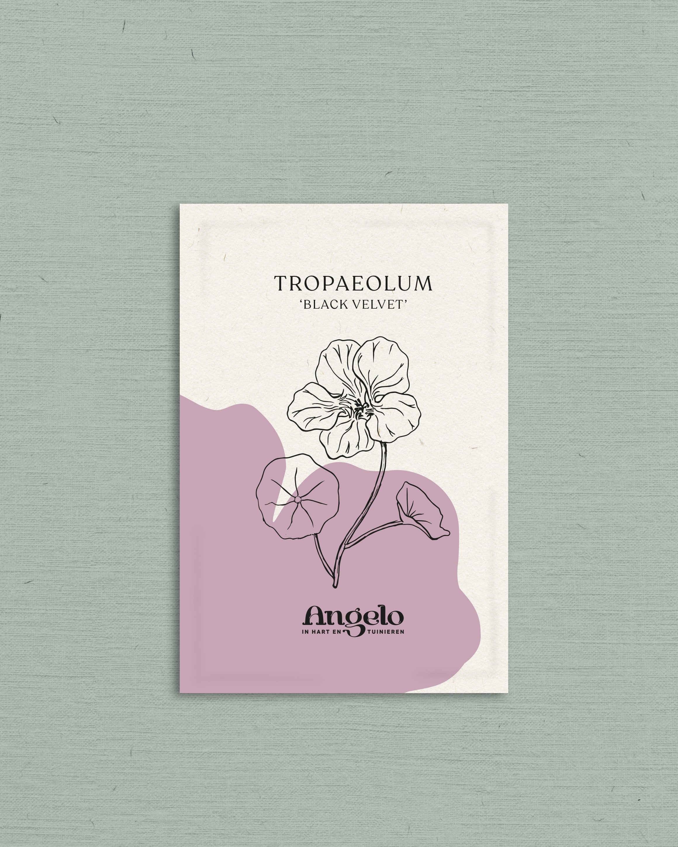 Tropaeolum minus &