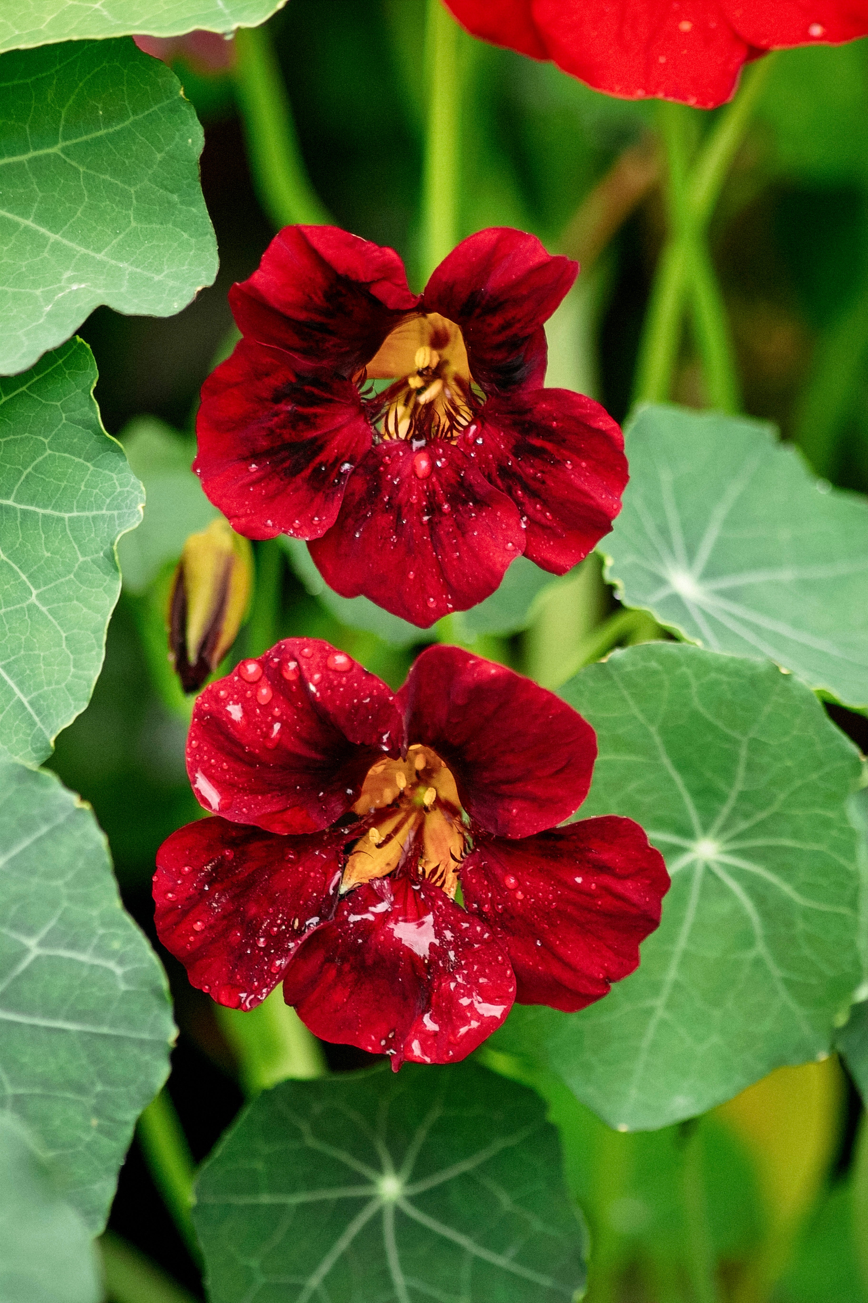 Tropaeolum minus &