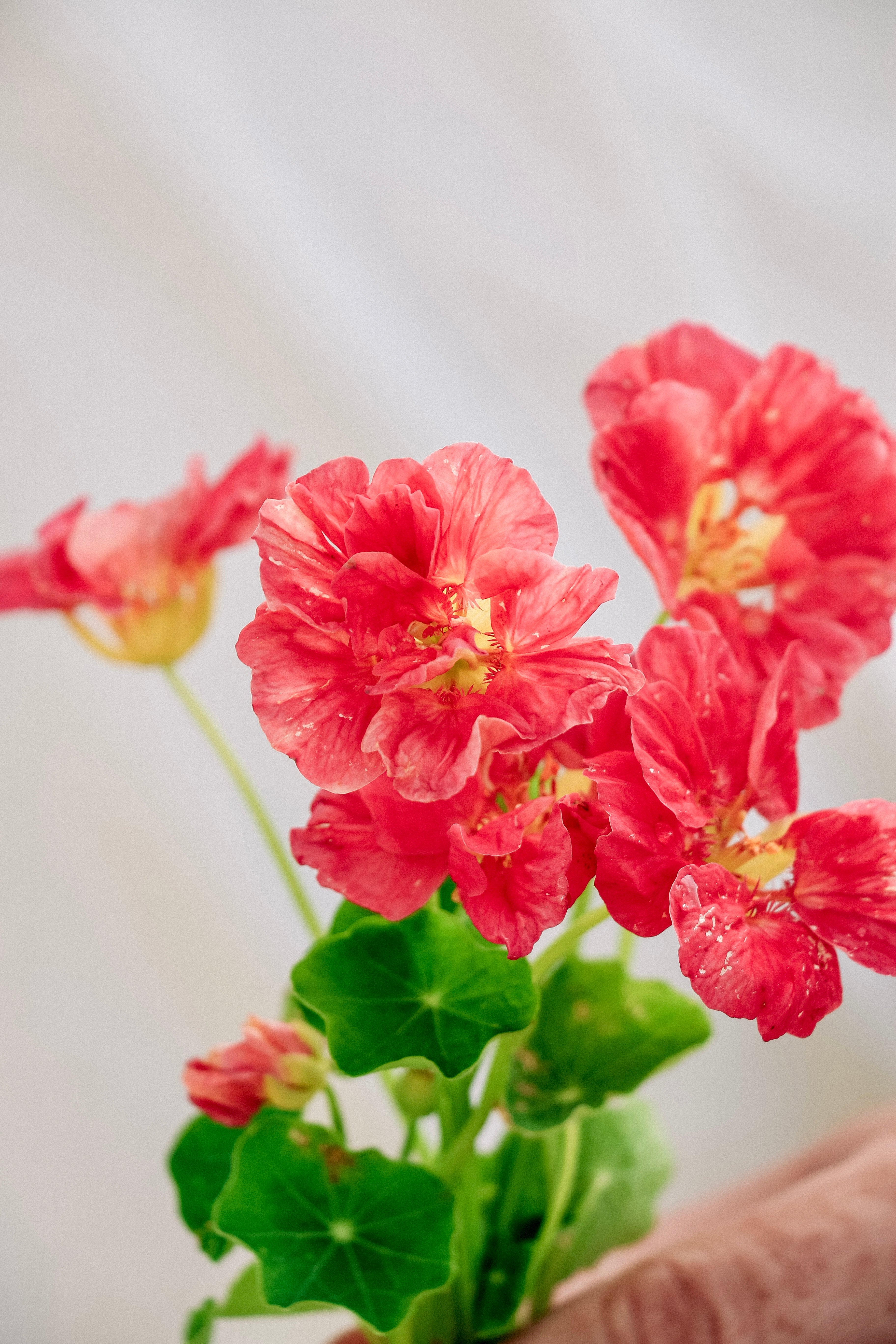 Tropaeolum minus 'Jewel Cherry Rose'-Angelo