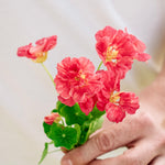 Tropaeolum minus 'Jewel Cherry Rose'-Angelo