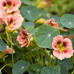 Tropaeolum minus 'Ladybird Rose'-Angelo
